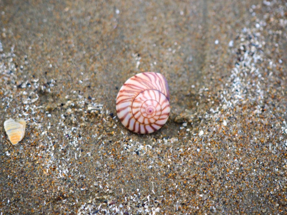 Ganz viele schöne Muscheln am Strand