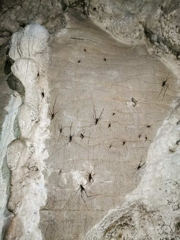 Höhlenschrecken mögen es dort auch