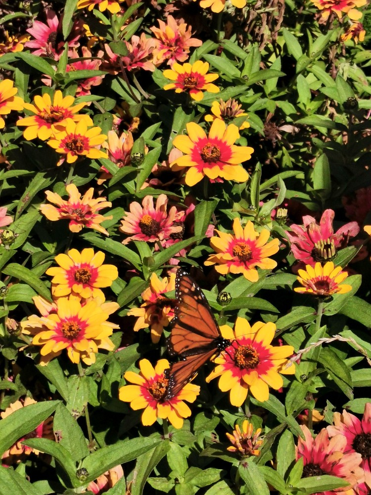 Sogar mit Schmetterling!