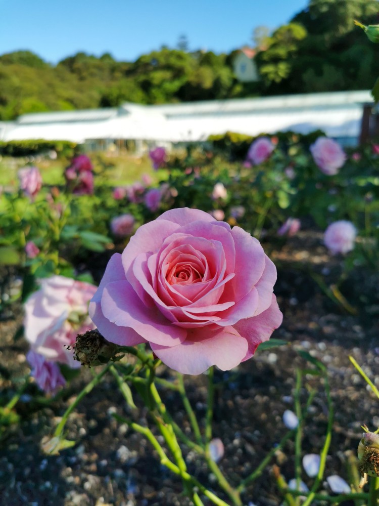Der tolle Rosengarten