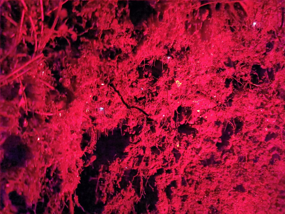 Das rote Licht sind wir, aber so viele Glühwürmchen!