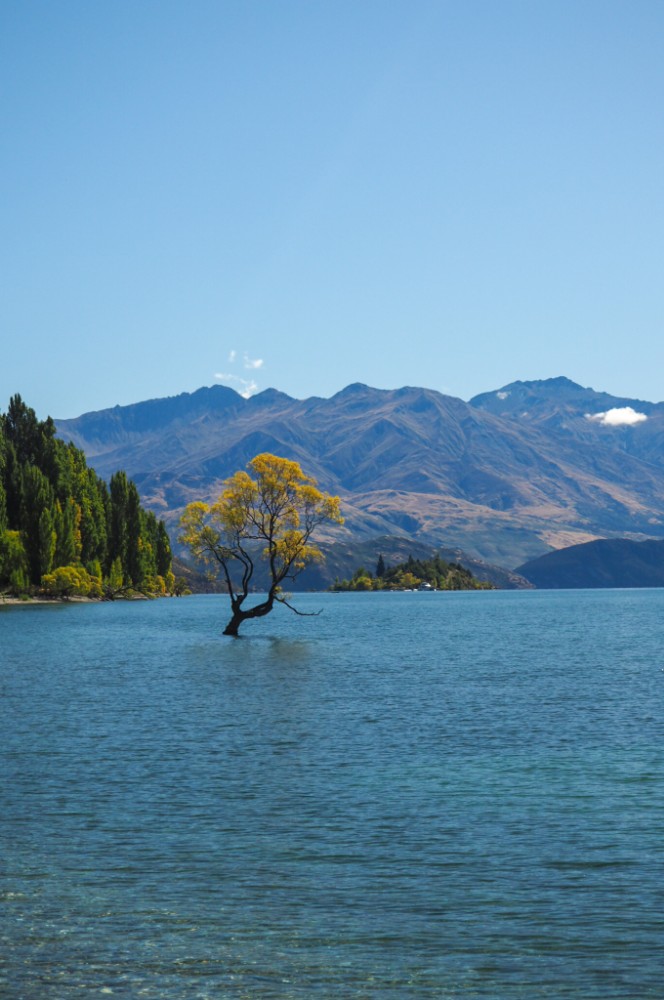 Das wohl bekannteste an Wanaka - der Baum