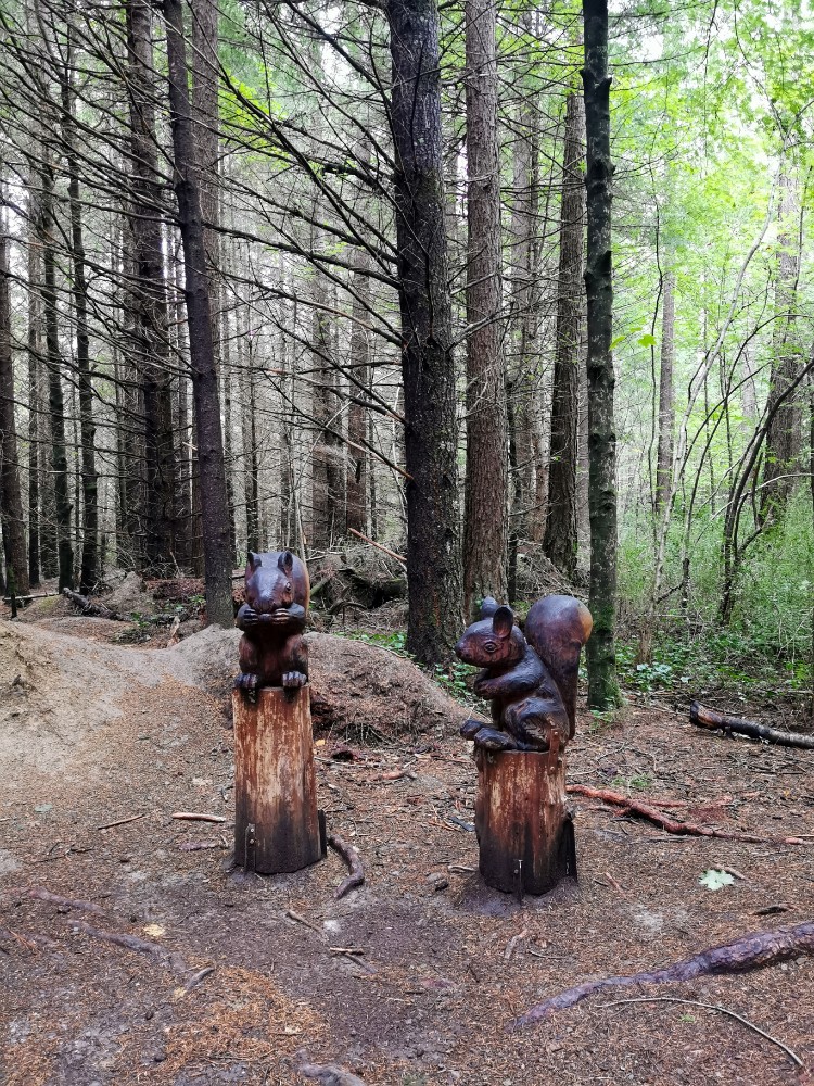 Riesen-Eichhörnchen!