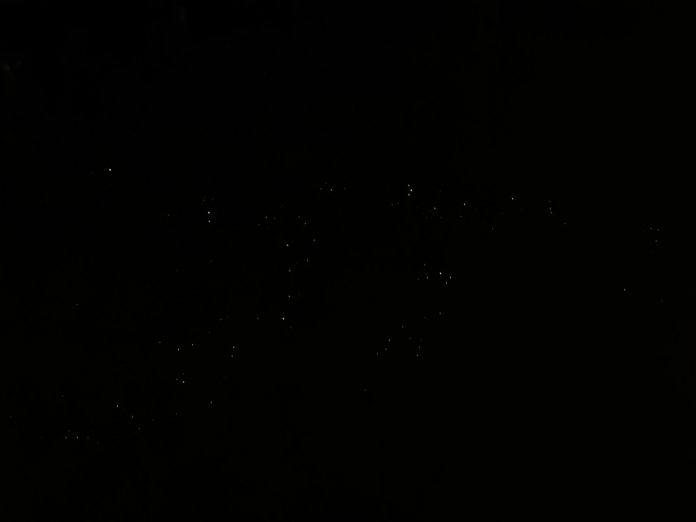 Sooo viele Glühwürmchen!