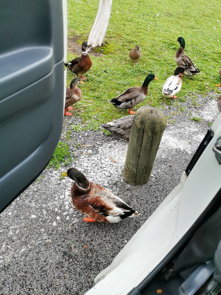Einen tierischen Empfang gab es auch