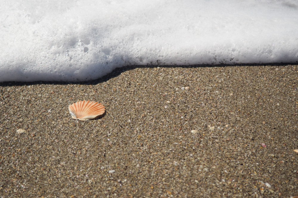 Super schöne Muscheln gibt's hier auch