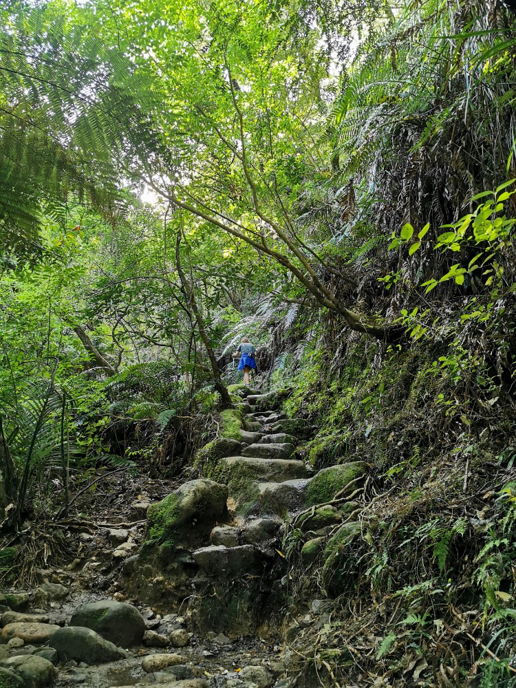 Den grünen Wald werden wir auch vermissen