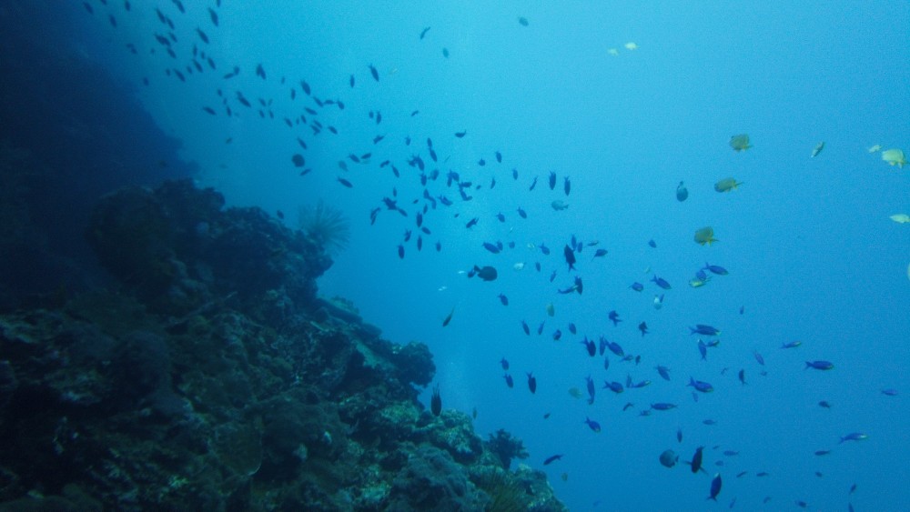Überall Korallen und Fische