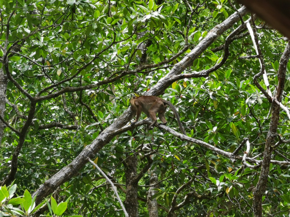 Der erste Affe auf den Philippinen