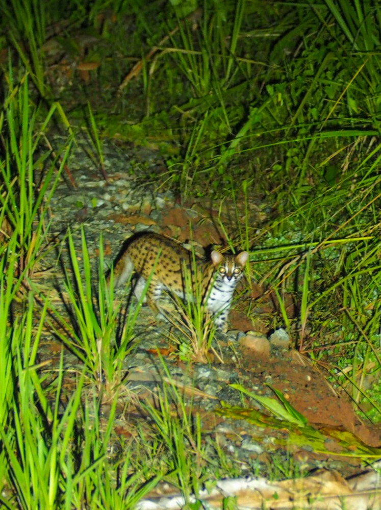 Eine Wildkatze gleich am Anfang
