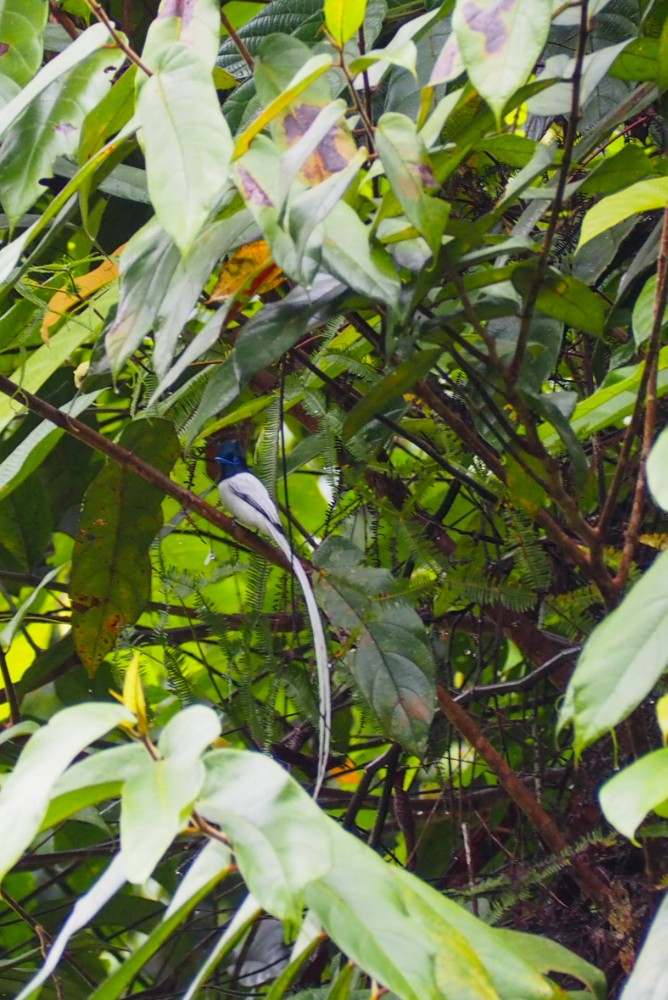 Ein indonesischer Paradiesvogel, im Flug wunderschön!