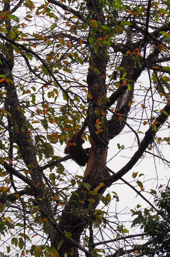 So lässig würde ich auch gern mal am Baum hängen