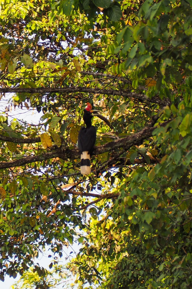 Der Hornbill, der wohl bekannteste Vogel der Gegend