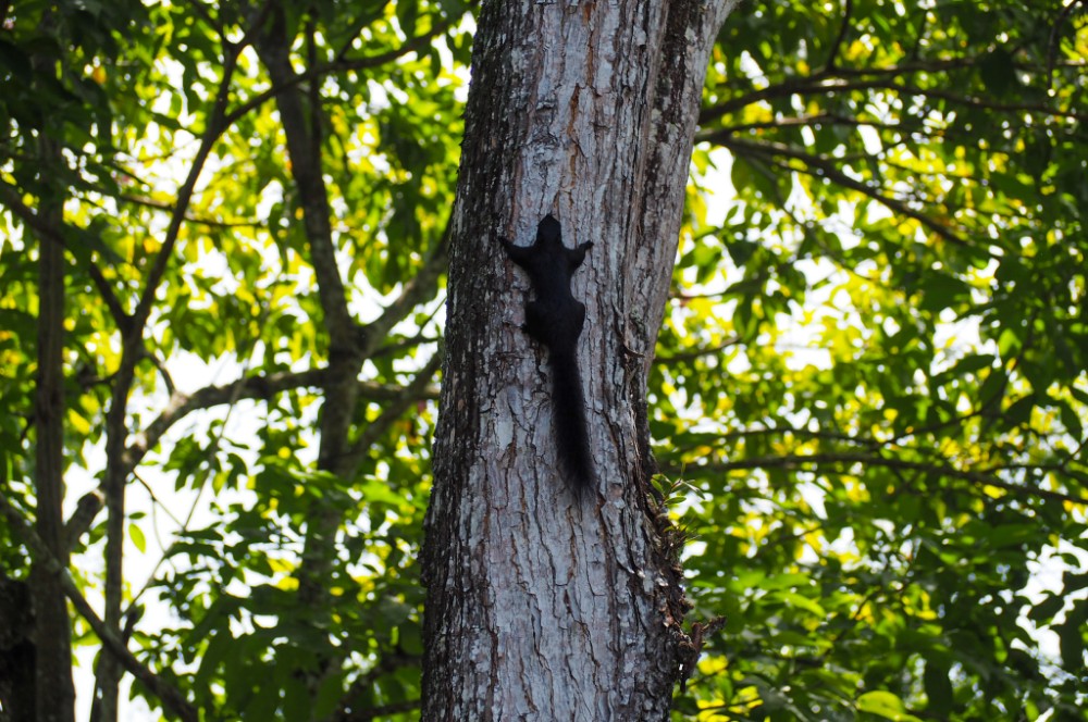 Und ein Eichhörnchen!