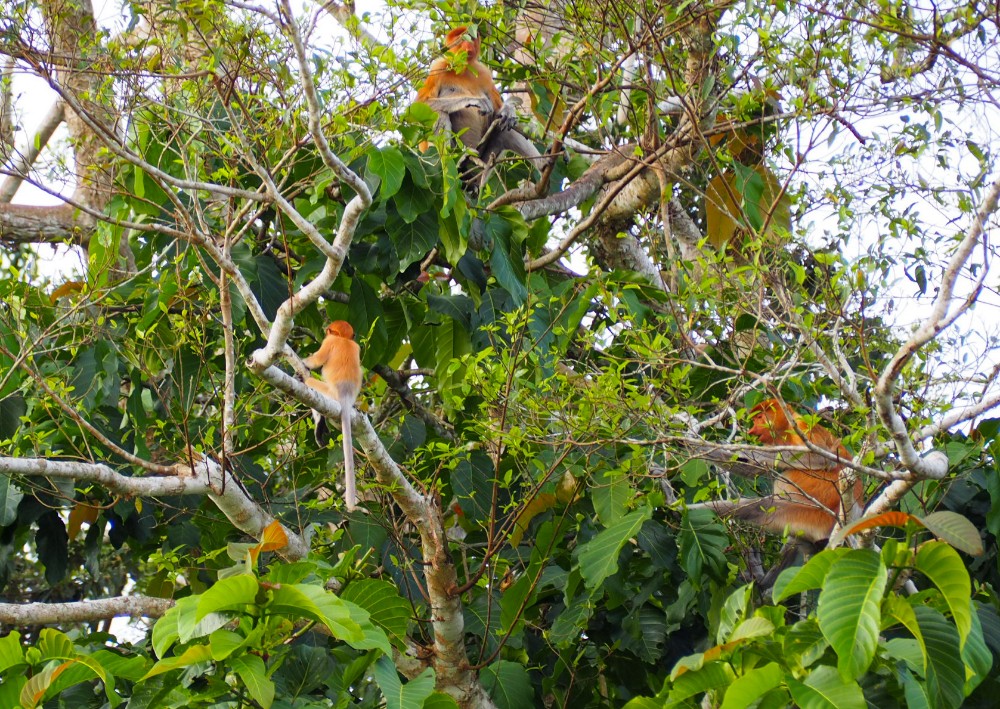 Die ganze Familie sitzt immer in einem Baum