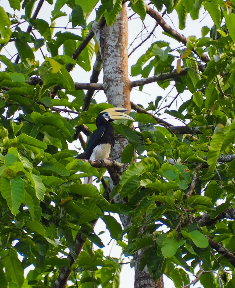Schöne Hornbill-Exemplare auf vielen Bäumen