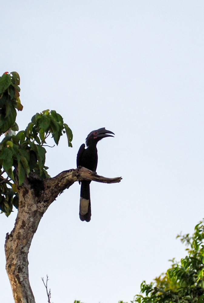 Ein schwarzer Hornbill