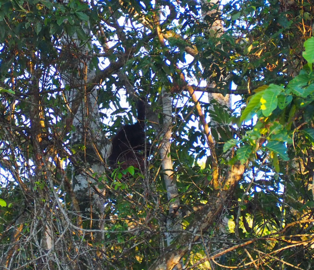 Der Orang Utan von gestern