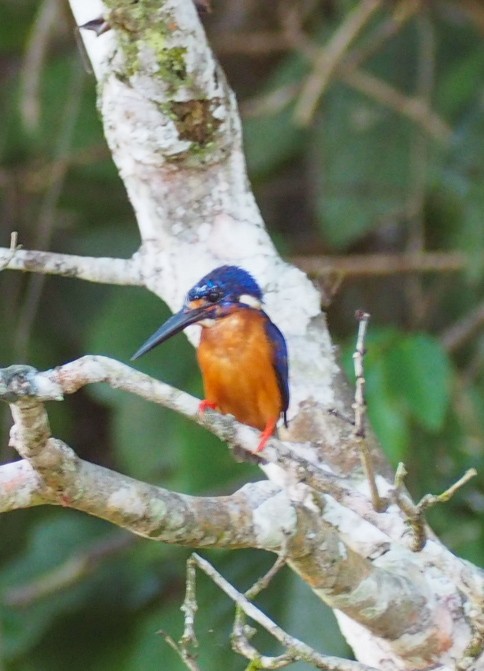 Ein Mini-Eisvogel