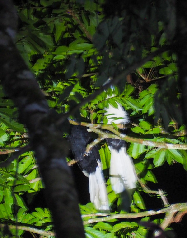 Ein weißer Hornbill 😳