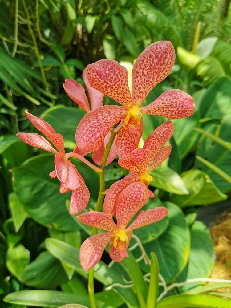 Die verrücktesten Orchideen