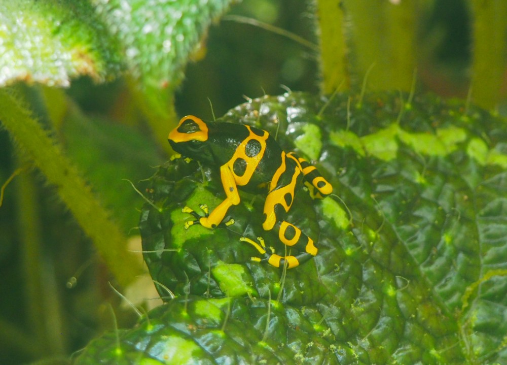 Einen Pfeilgiftfrosch haben wir auch entdeckt
