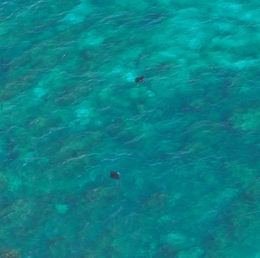 Allerbeste Sicht auf die Mantas