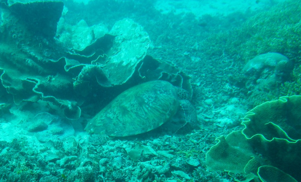 Sie macht gerade die aufschauende Schildkröte