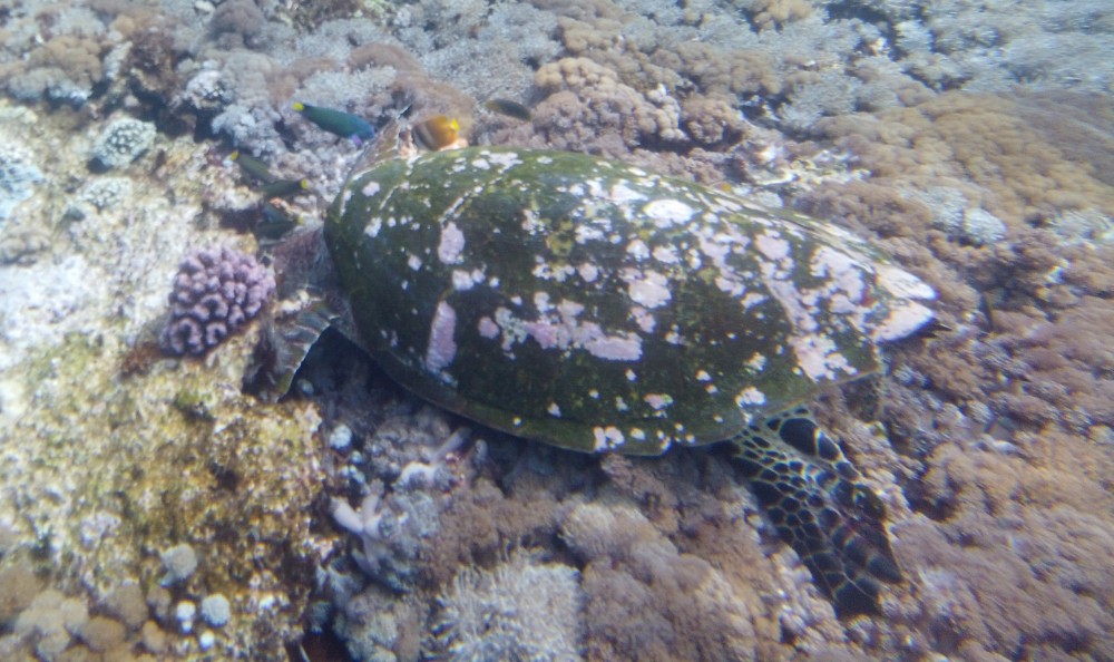 So viele tolle Schildkröten