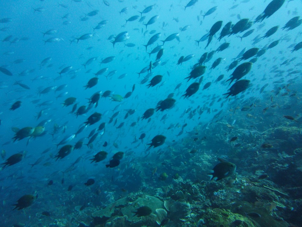 Sooo viele Fische!