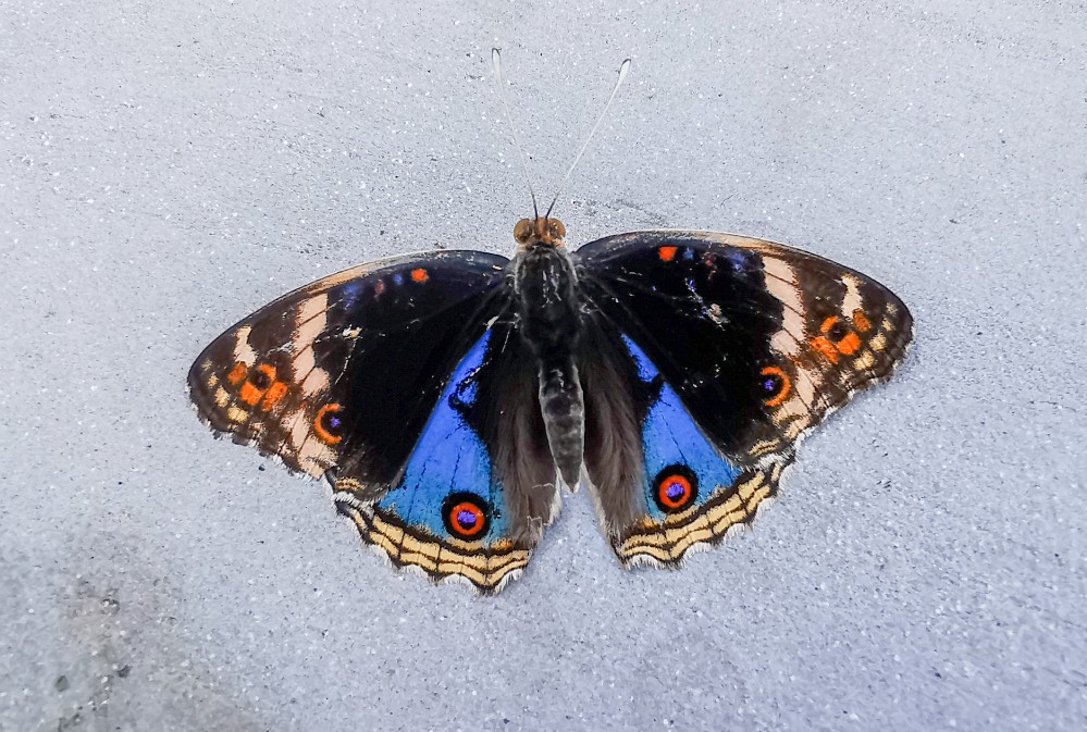 Morgendlicher Besuch vor dem Frühstück