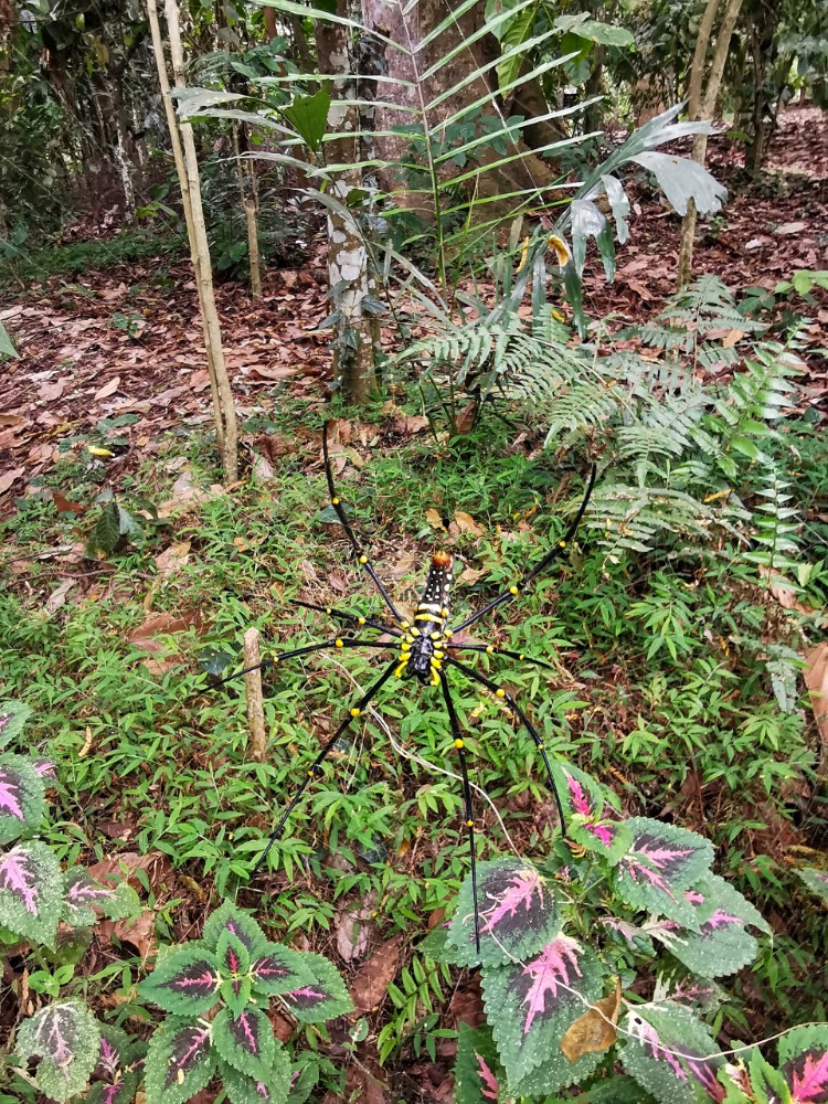 Eine riesige Spinne zum Abschluss