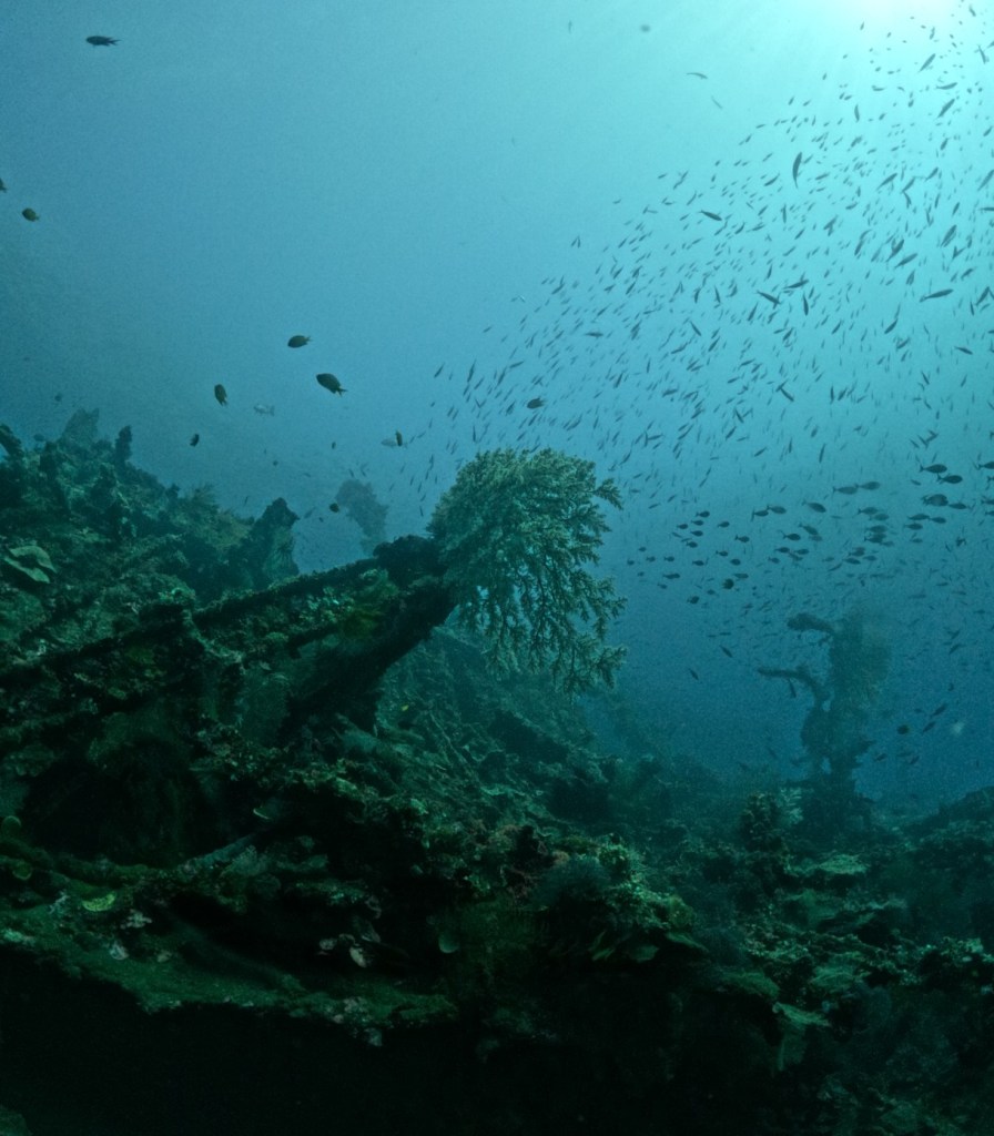 Soo viele Fische