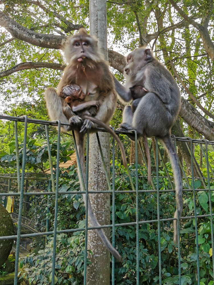 Das war der jüngste Affe heute