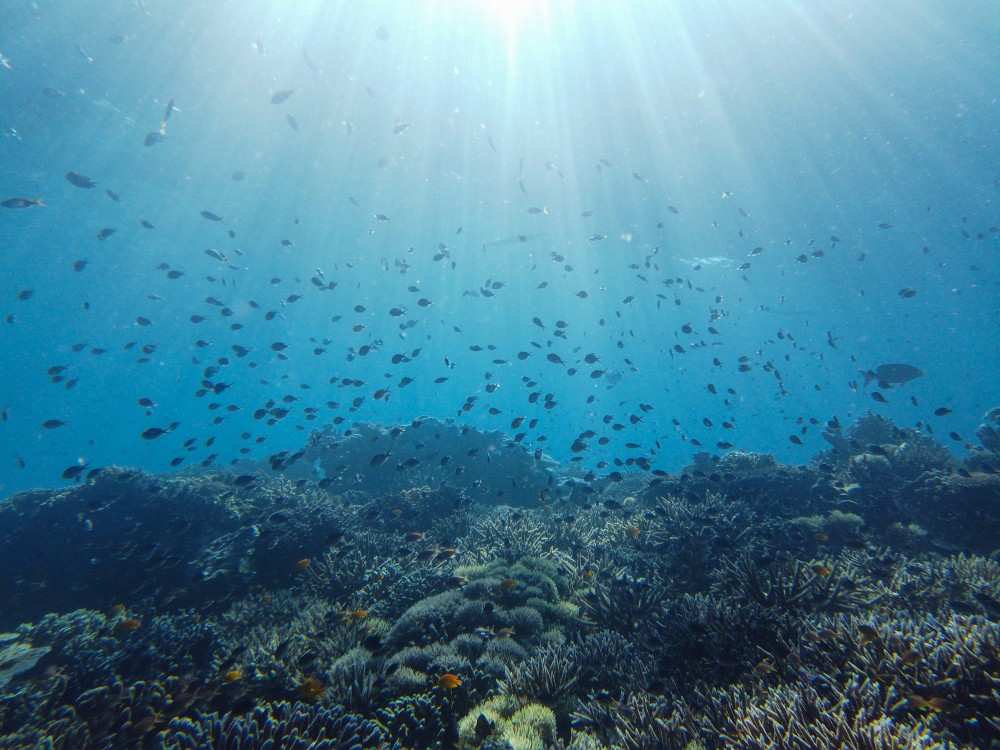 Endlos viele Fische