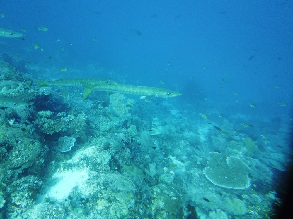 Barracudas!