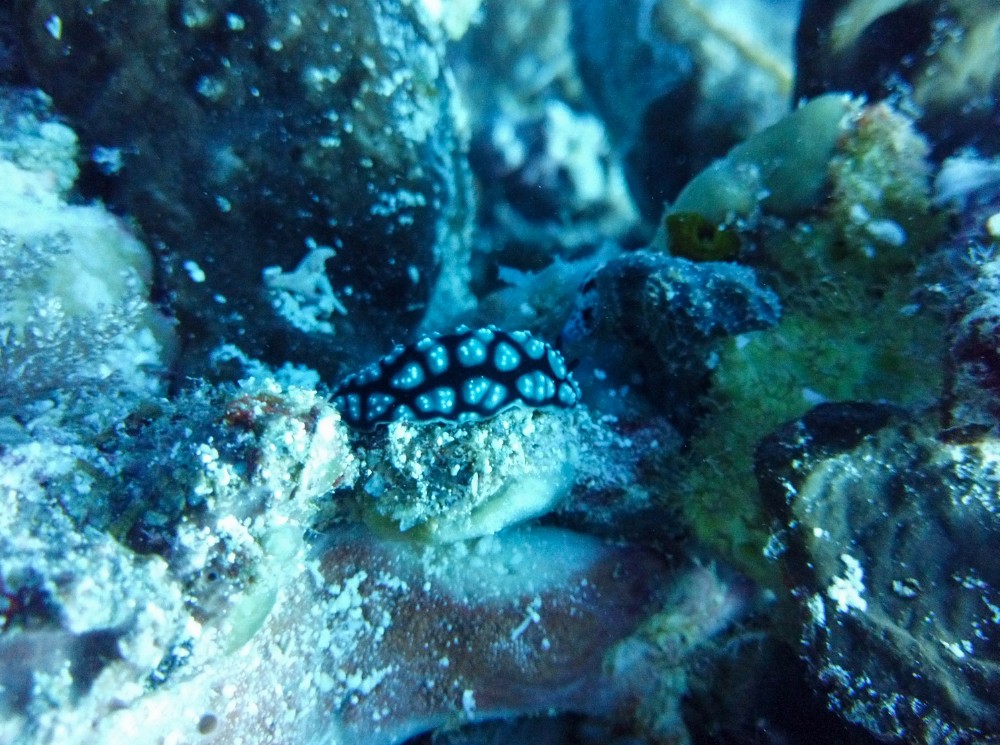 Noch eine zweite Schnecke!