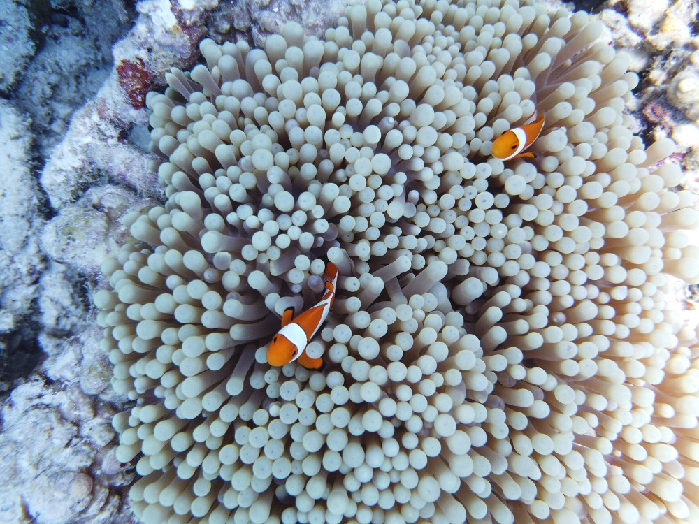 Nemos gab's natürlich auch
