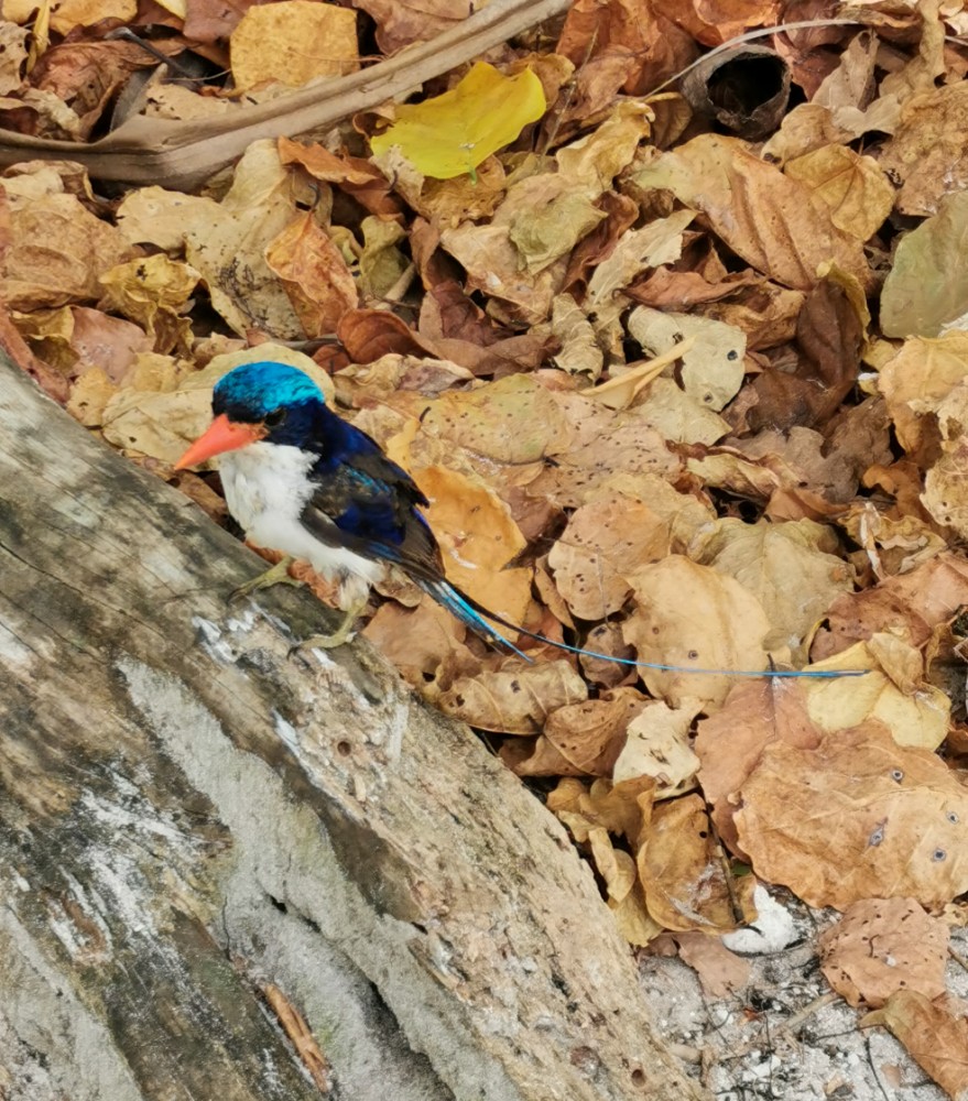 Ein Paradies-Eisvogel hat auch vorbeigeschaut