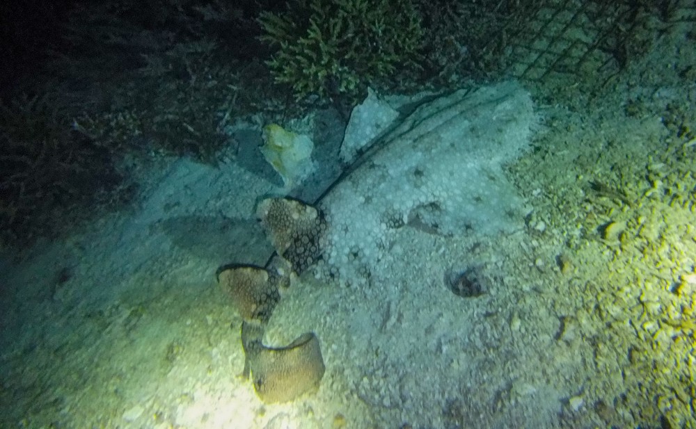 Unser erster Wobbegong Shark!