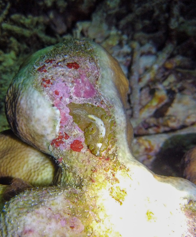 Eine super coole Schnecke