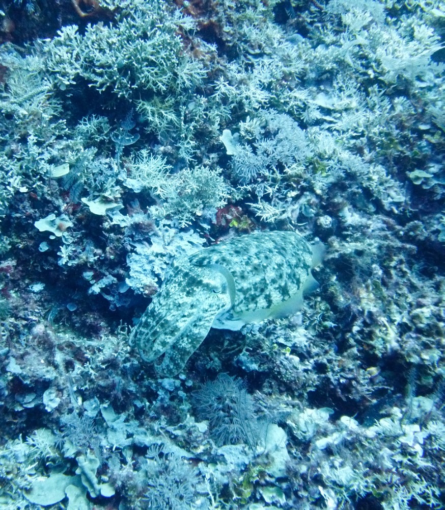 Unser erster Tintenfisch!