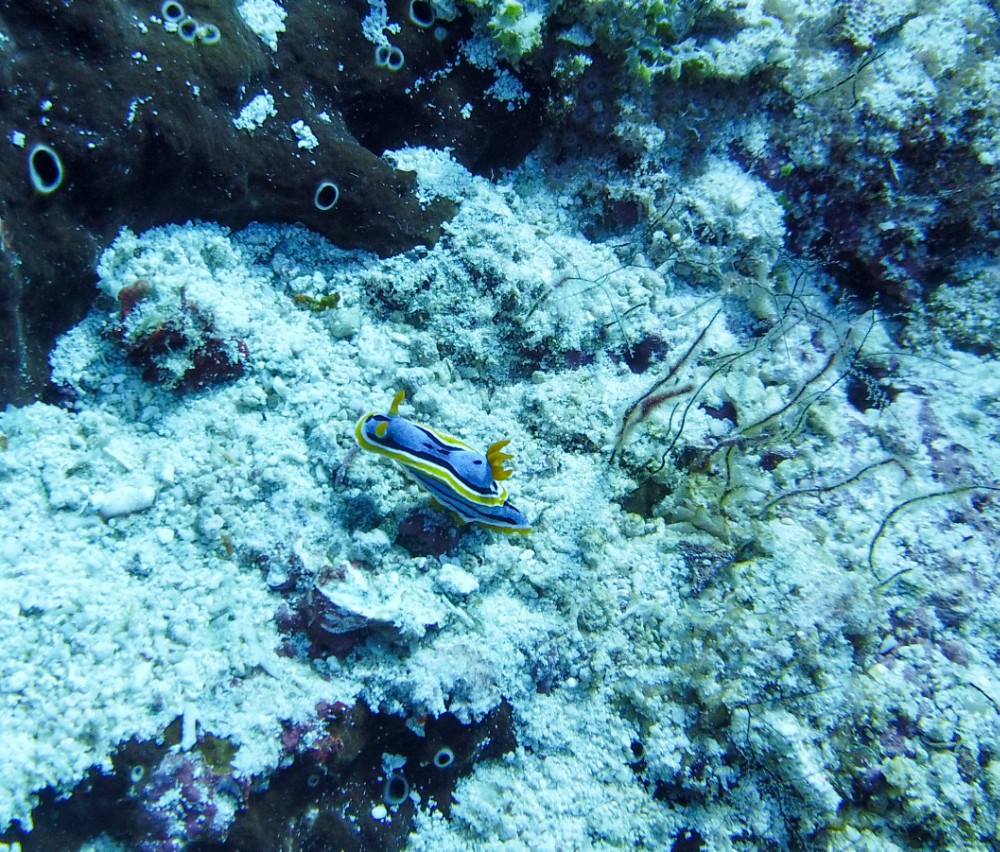 Schnecke Nummer drölf