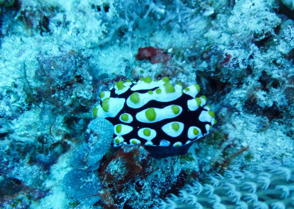Die bisher größte Schnecke