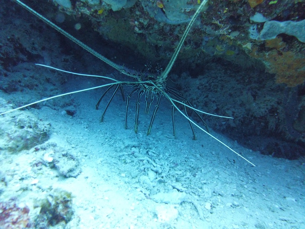Der riesen Shrimp