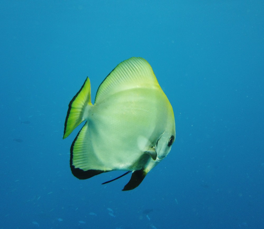 Ein Fledermausfisch ganz nah