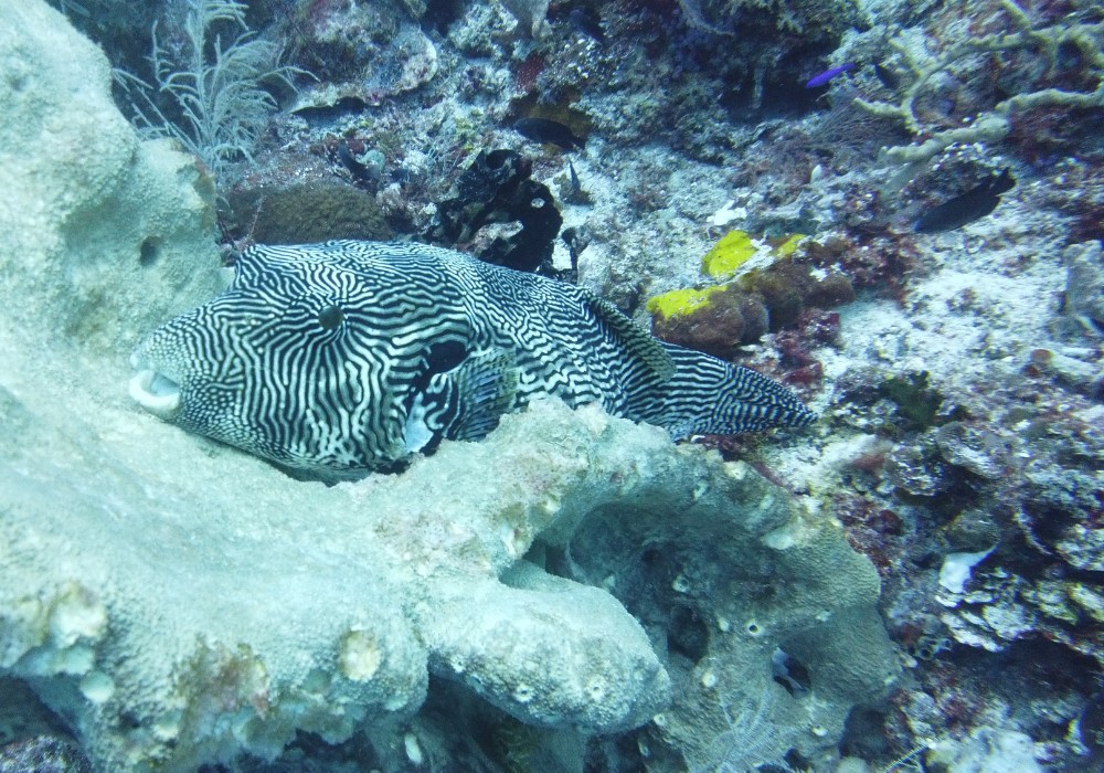 Ein riesen Kugelfisch