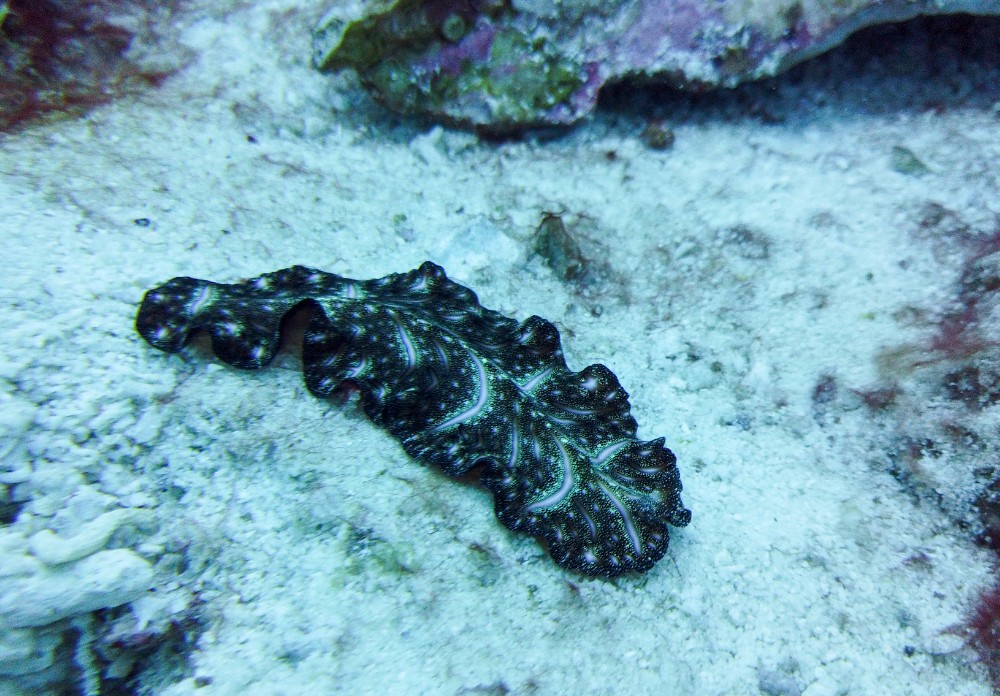 Eine rieeesen Schnecke (die sehen toll aus wenn sie schwimmen)