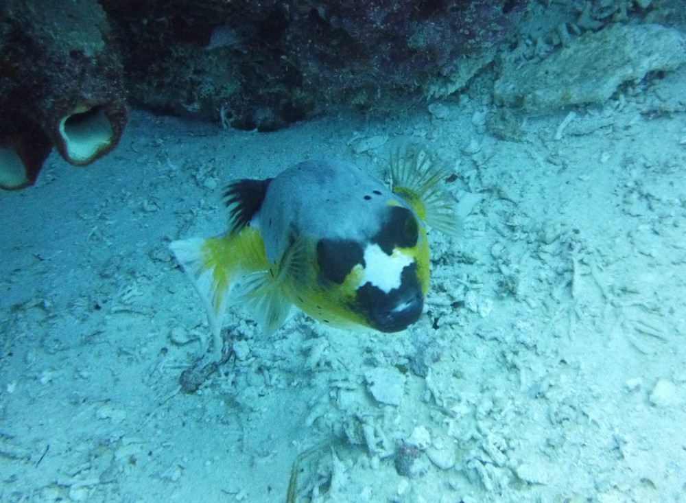 Ein super süßer Kugelfisch