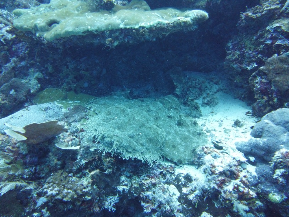 Wobbegongs (Teppichhaie) sind einfach super getarnt
